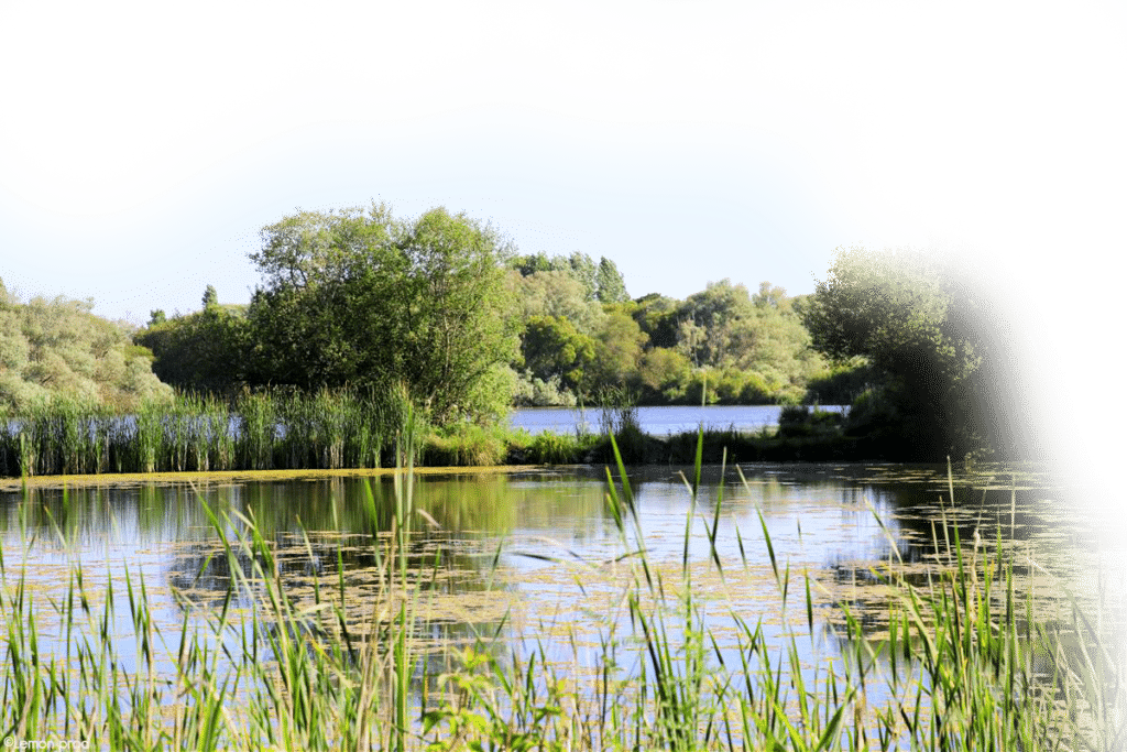 Lac avec étang de pêche dans le morbihan