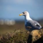 Faune visible à Carnac