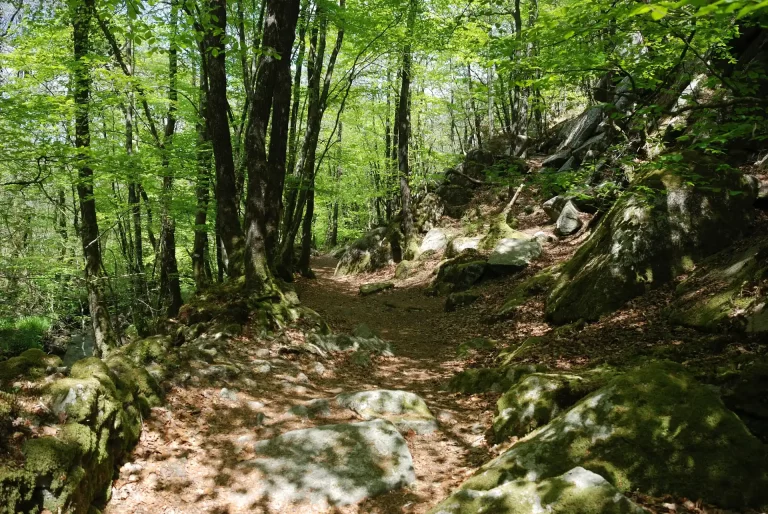 Les sentiers en sous-bois donnent accès au parc de Mané-Bogad